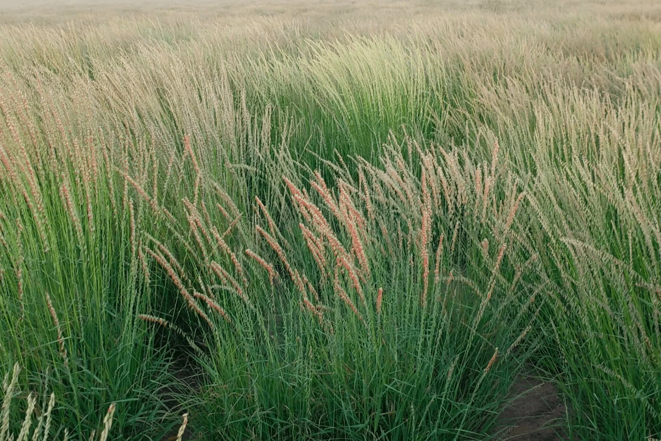Bouteloua curtipendula - Side Oats
