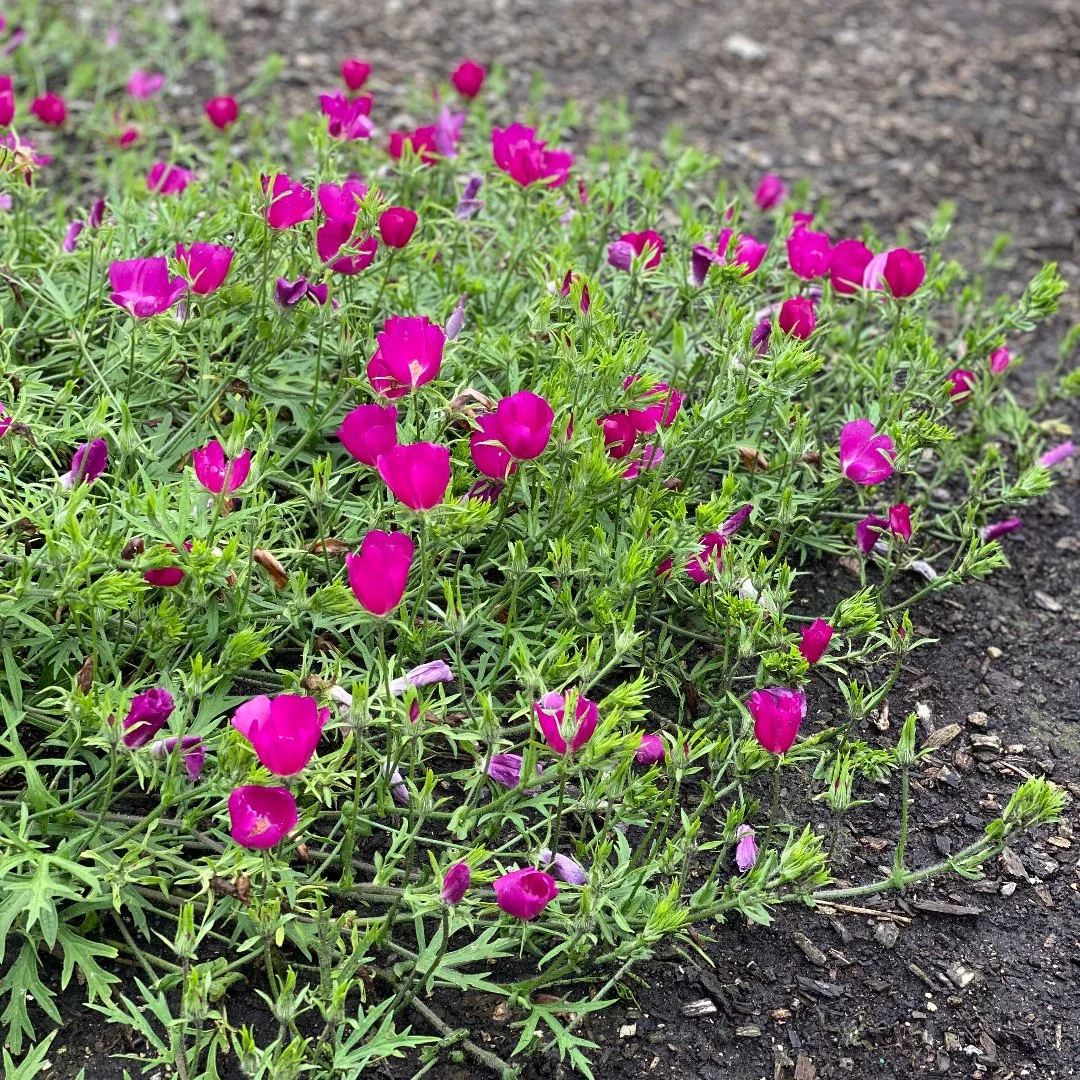 Callirhoe involucrata