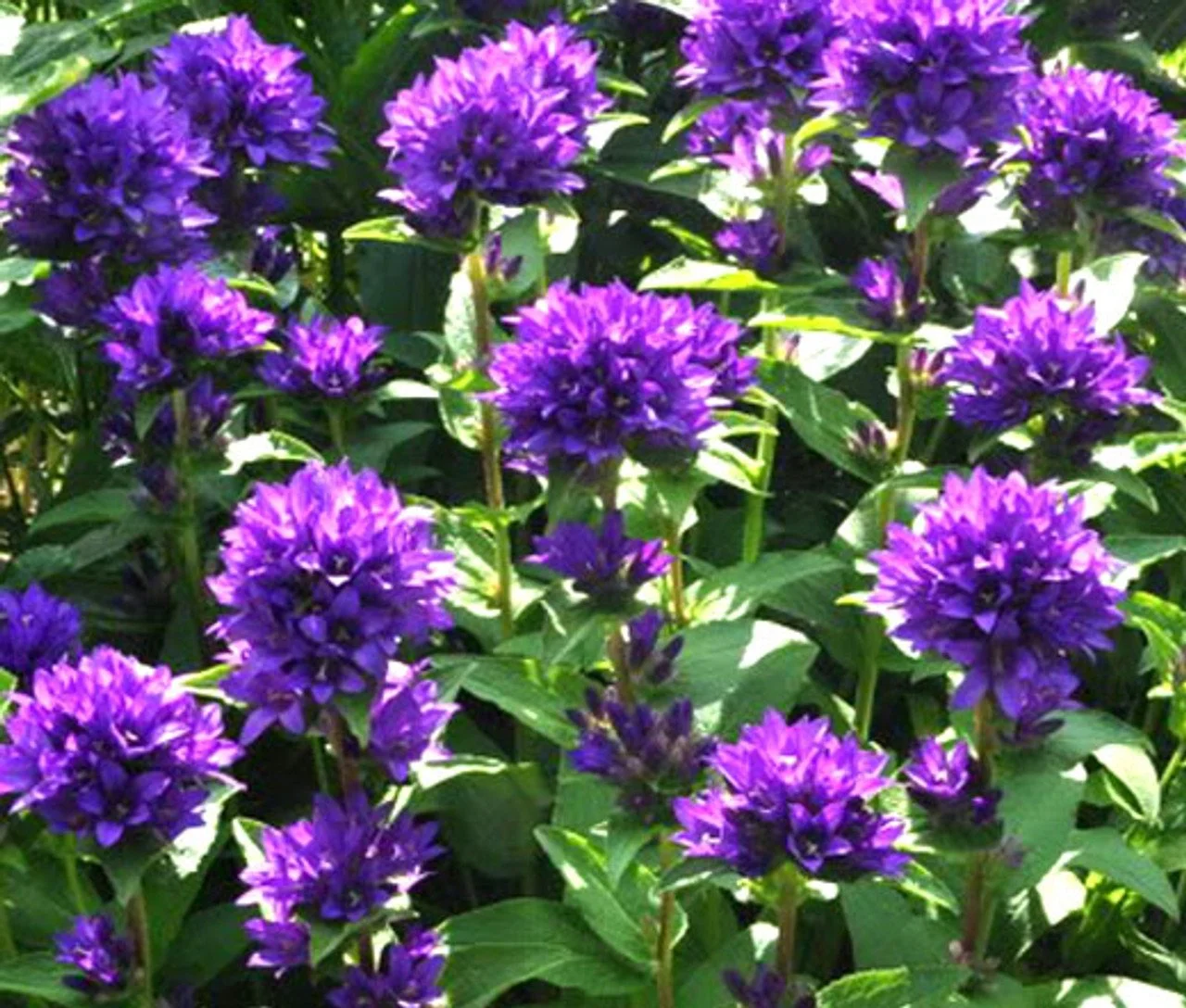 Campanula glomerata 'Superba'