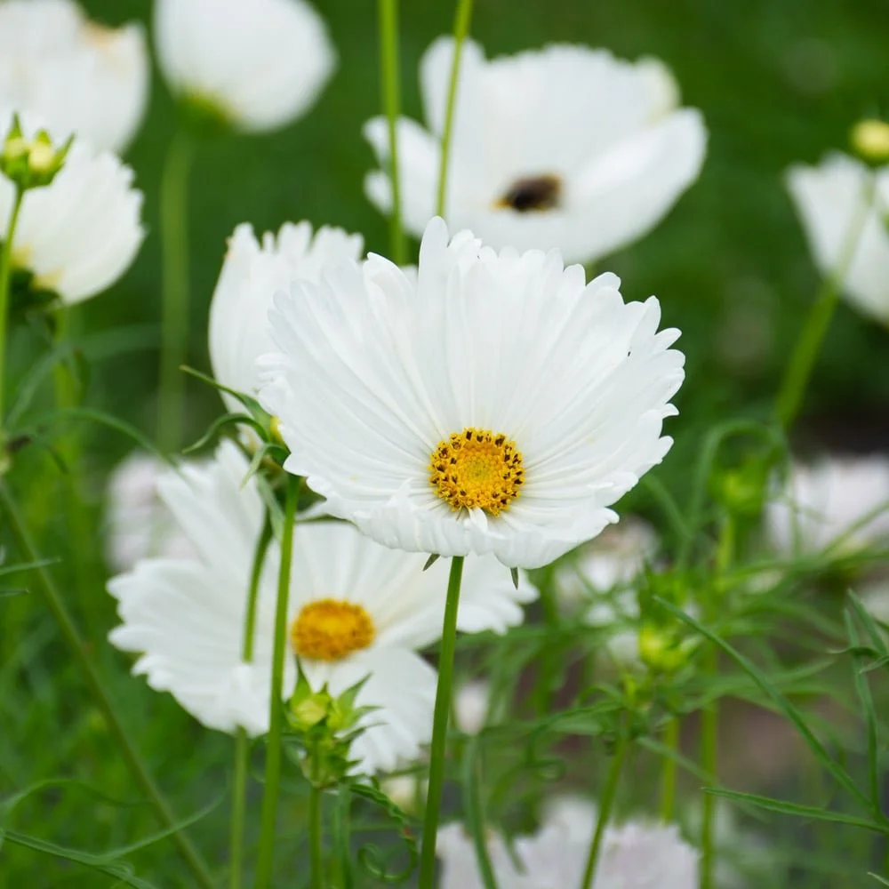 Cosmos - 'Cupcake White'