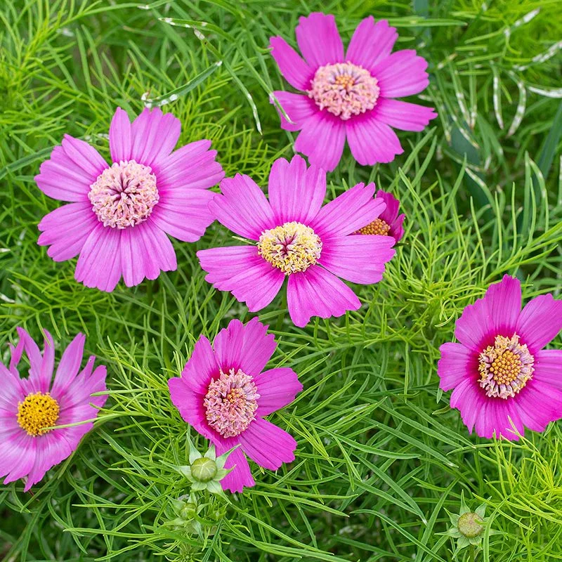 Cosmos - 'Pink Popsocks'