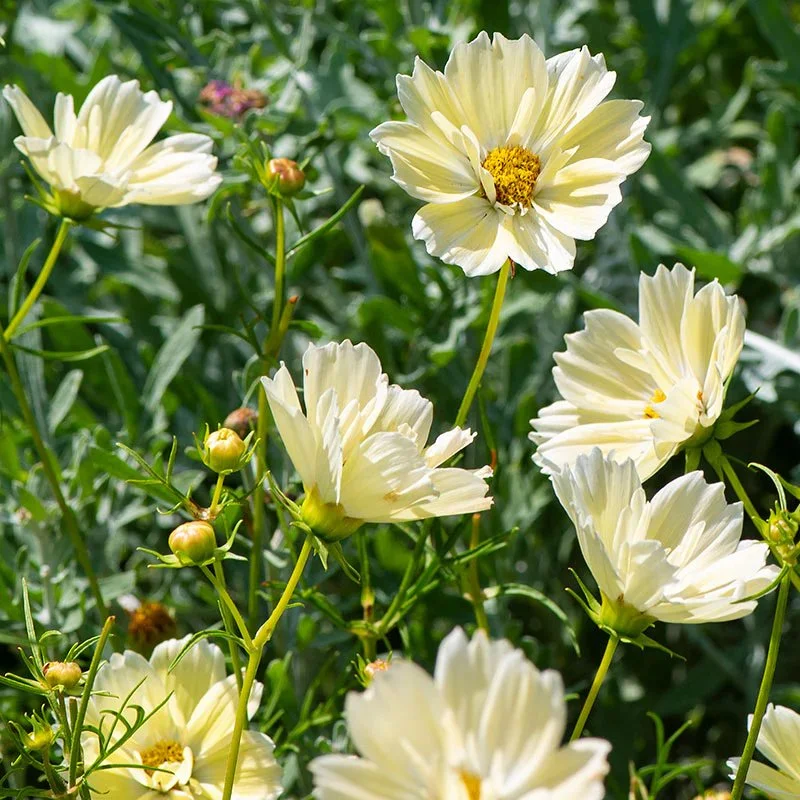 Cosmos - 'Xanthos'