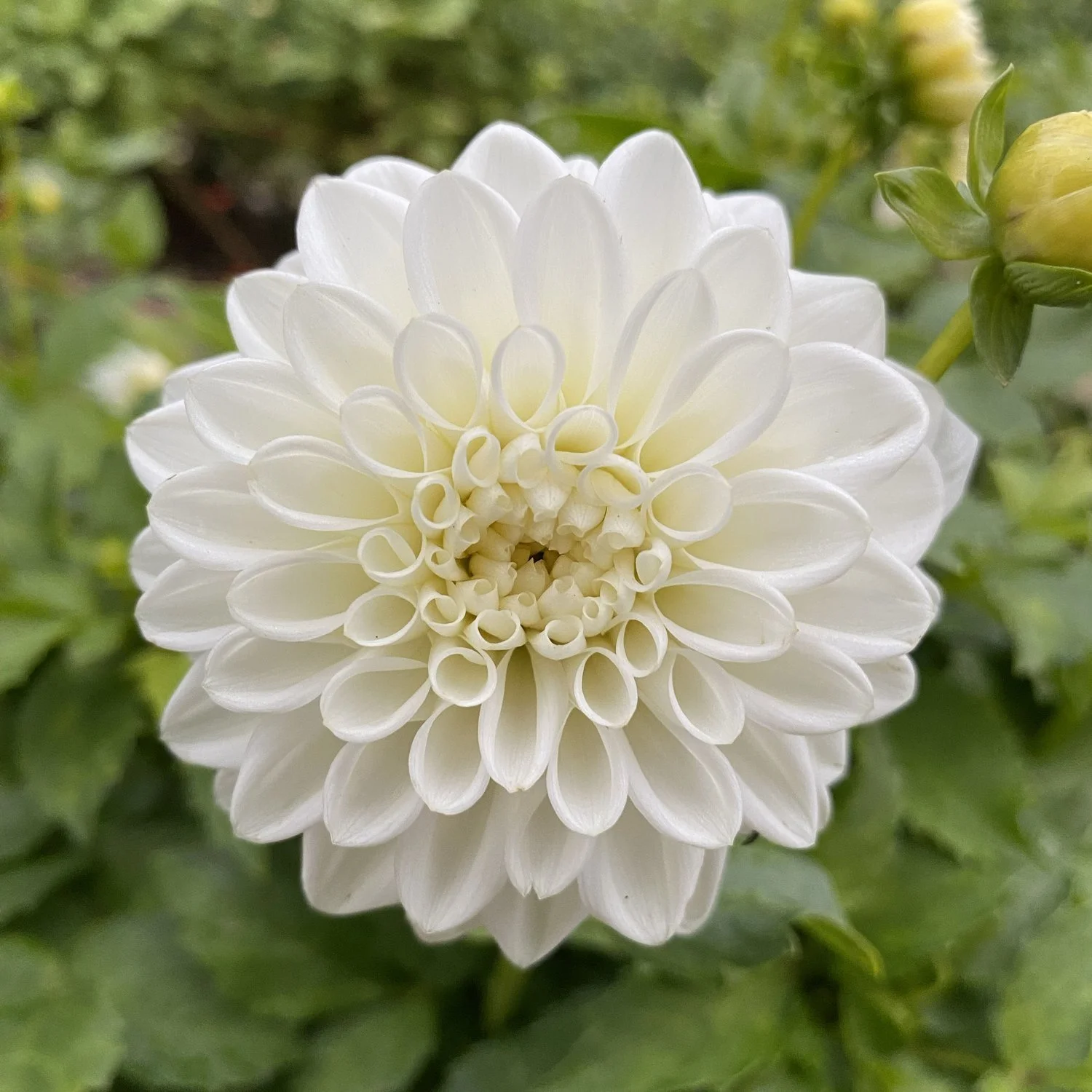 Dahlia 'Blizzard'