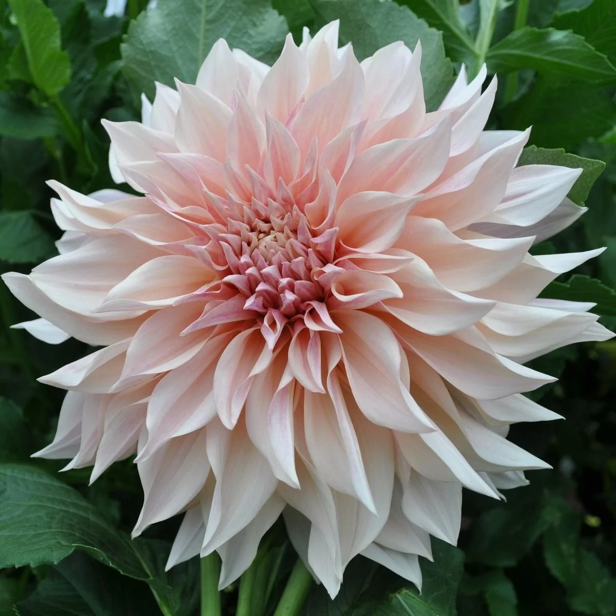 Dahlia 'Cafe au Lait'