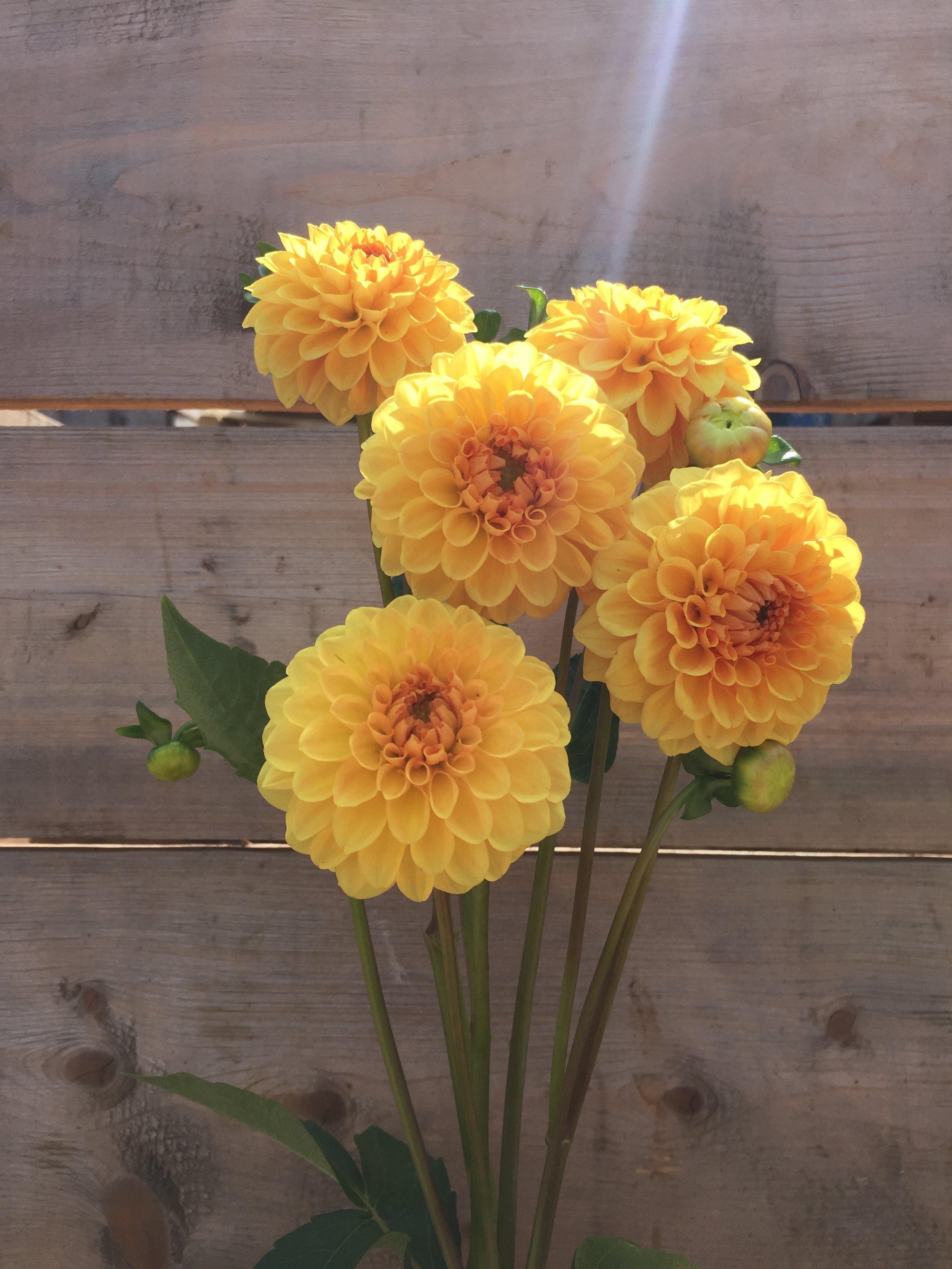 Dahlia 'Golden Sceptre'