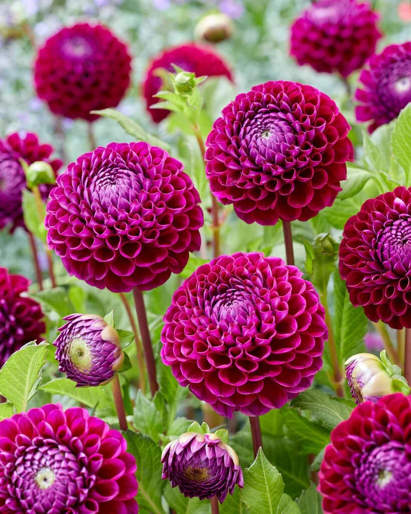 Dahlia 'Ivanetti'
