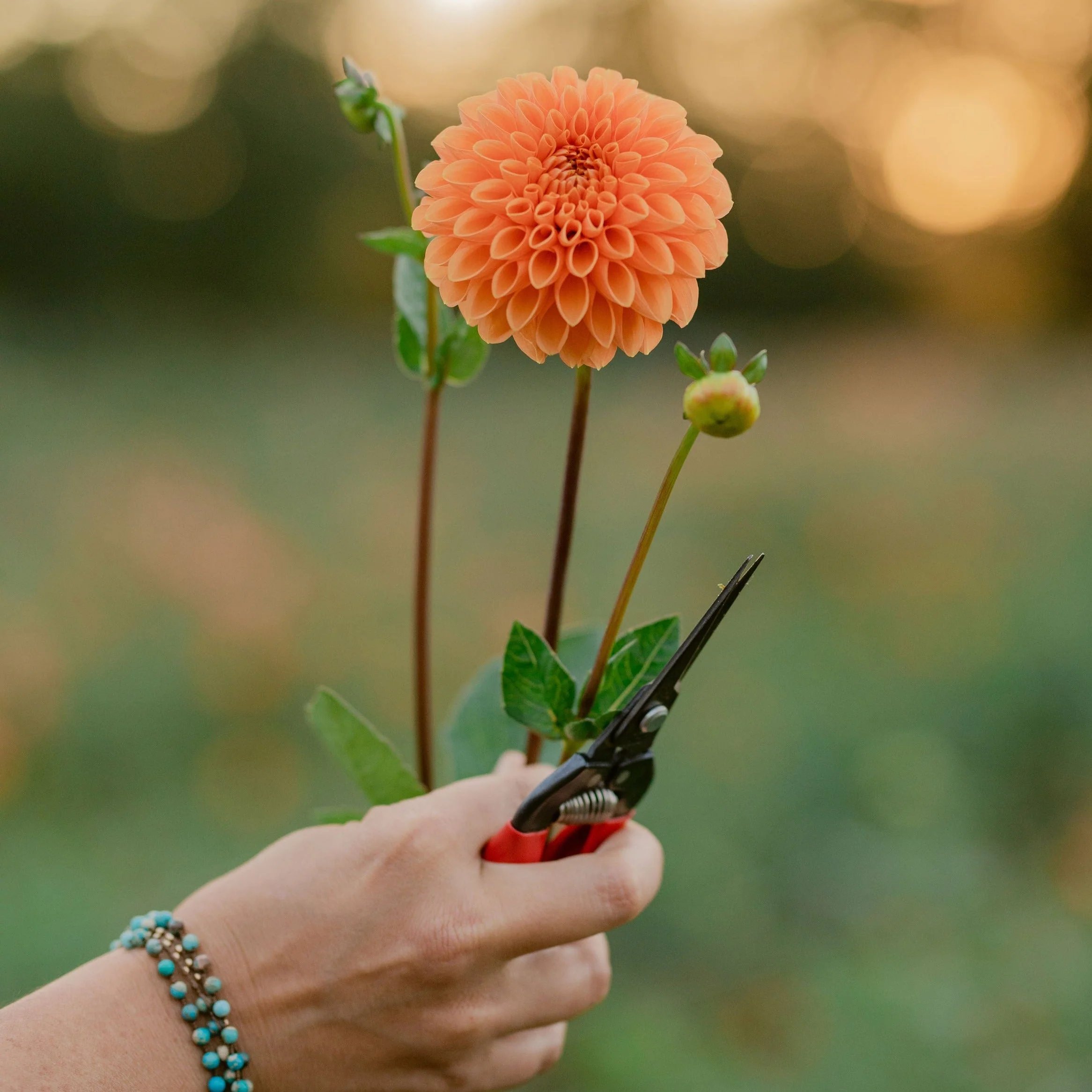 Dahlia 'Maarn'