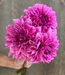 Dahlia 'Mrs. I. de Ver Warner'