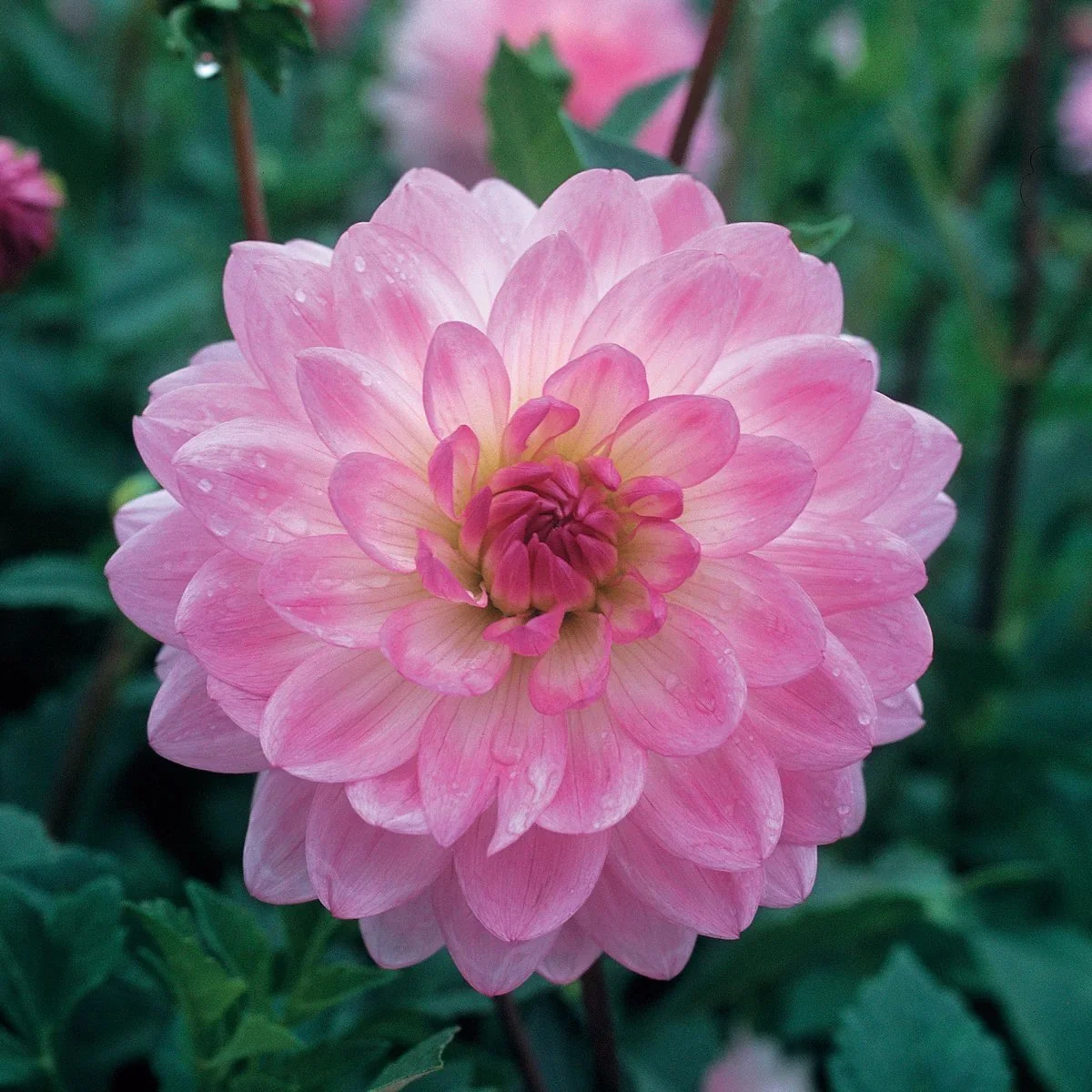 Dahlia 'Nepos'