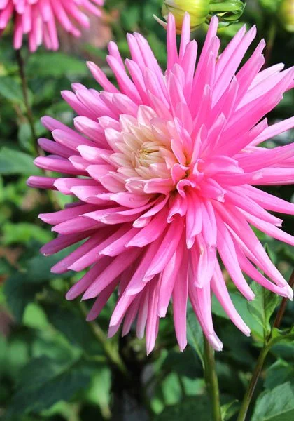 Dahlia 'Radiance'