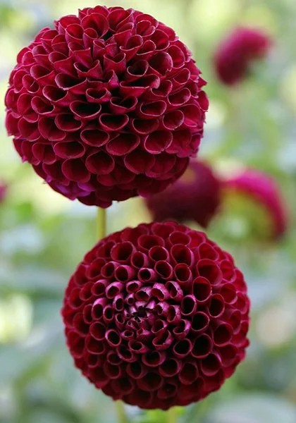 Dahlia 'Rocco'