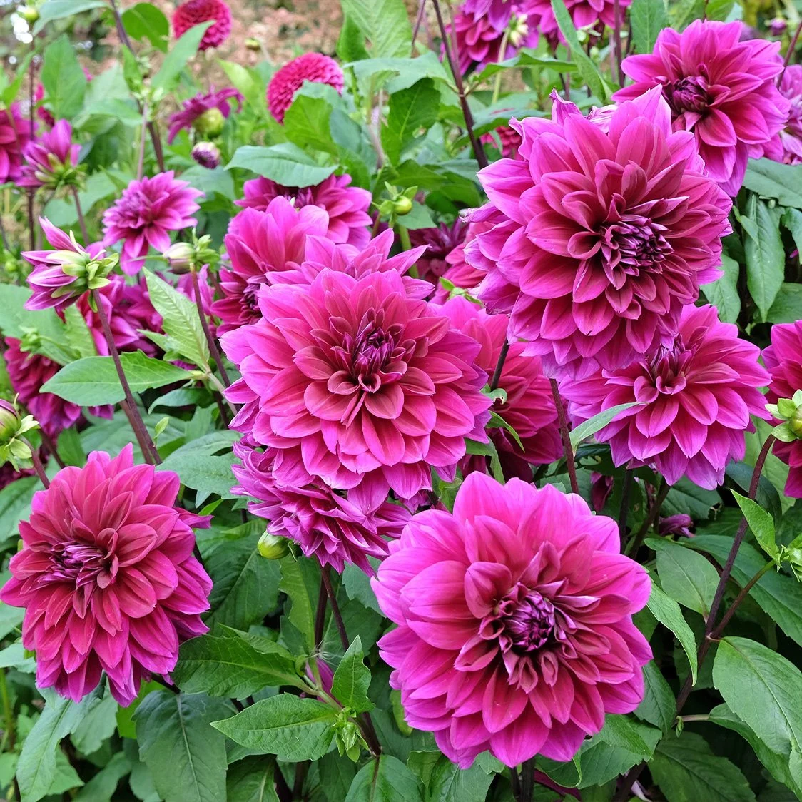 Dahlia 'Thomas Edison'