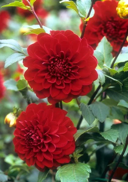 Dahlia 'Wisconsin Red'