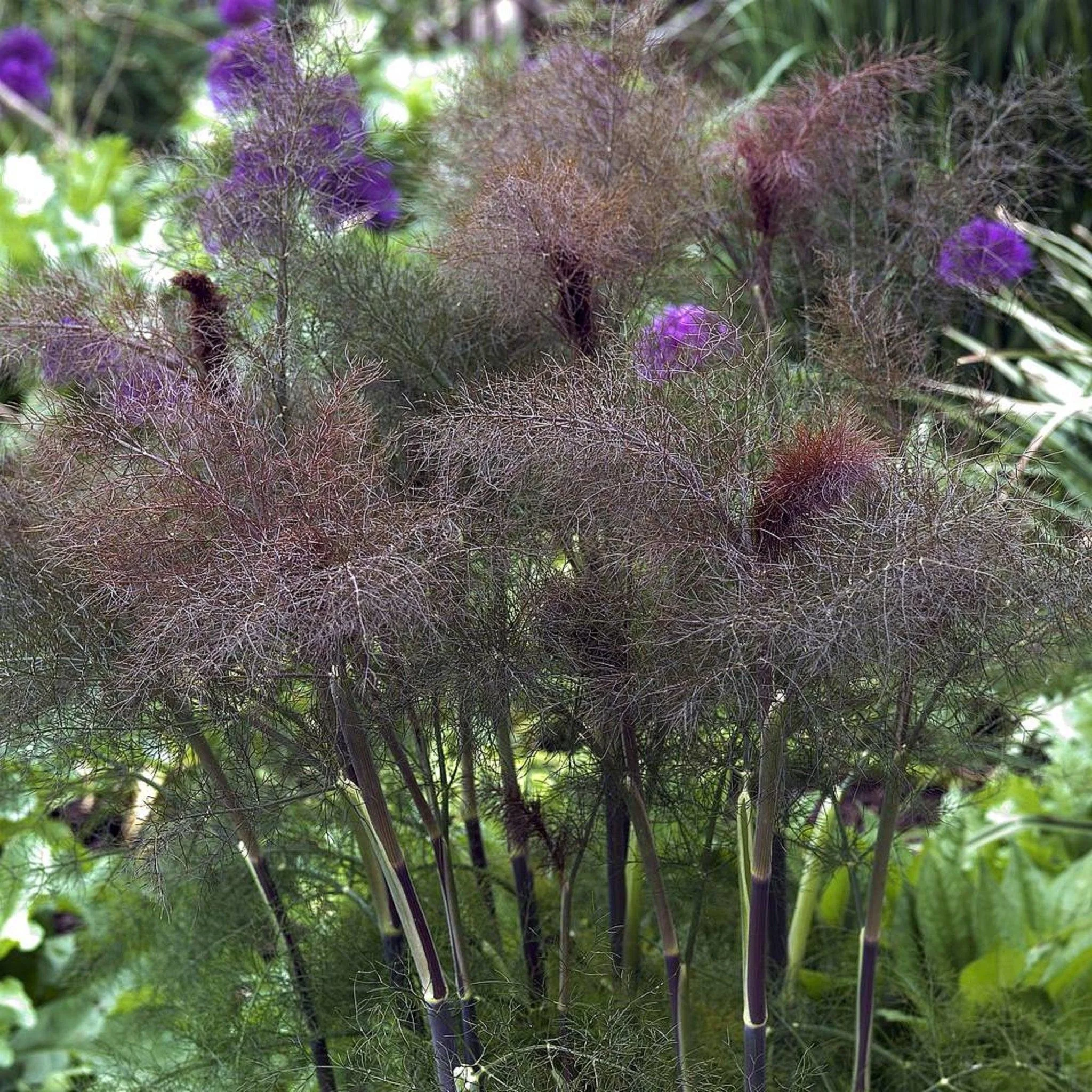 Fennel - Bronze 'Swallowtail'