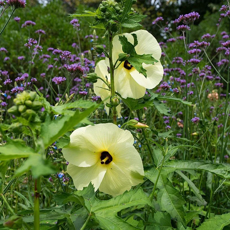 Hibiscus - 'Sunset'