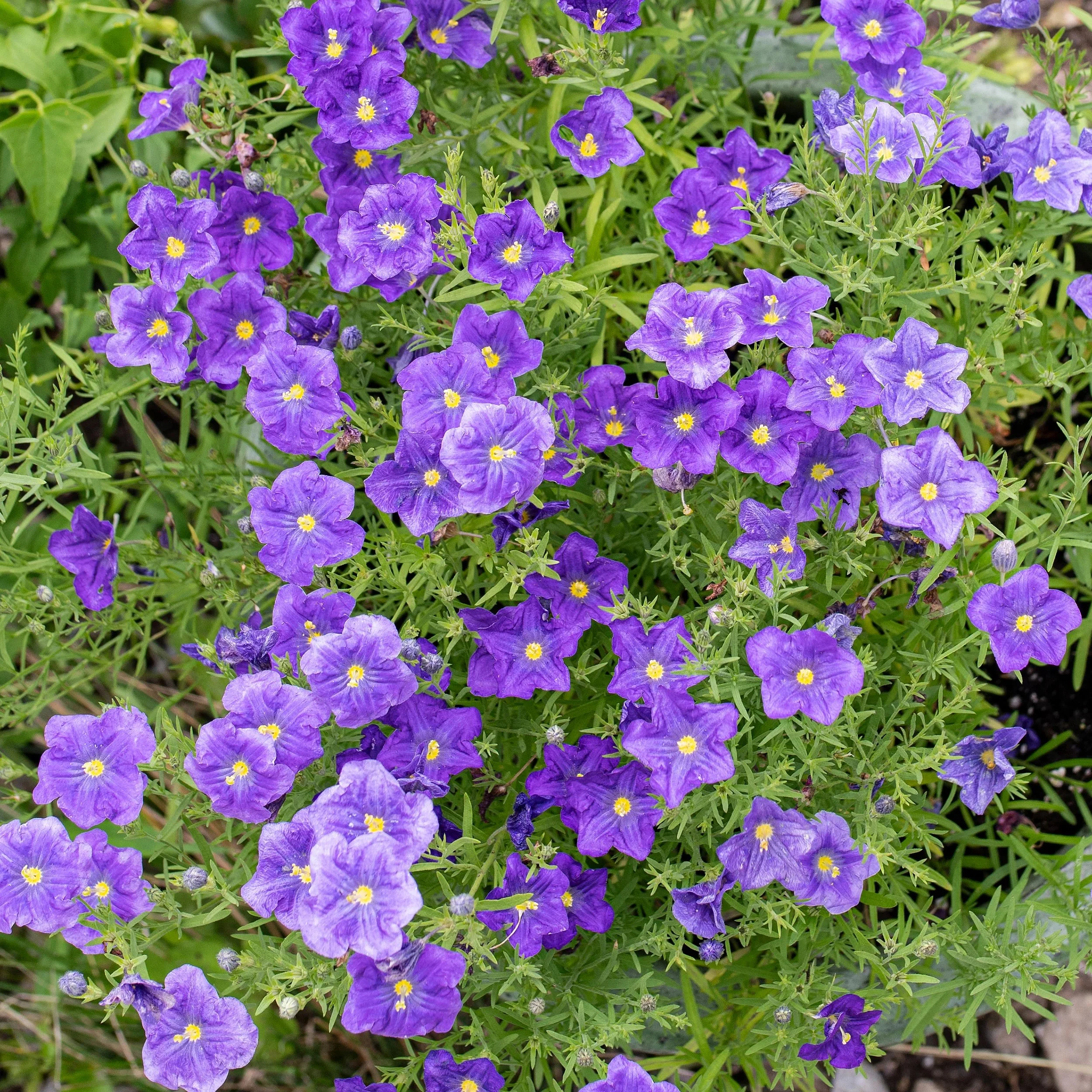 Nierembergia - 'Purple Robe'