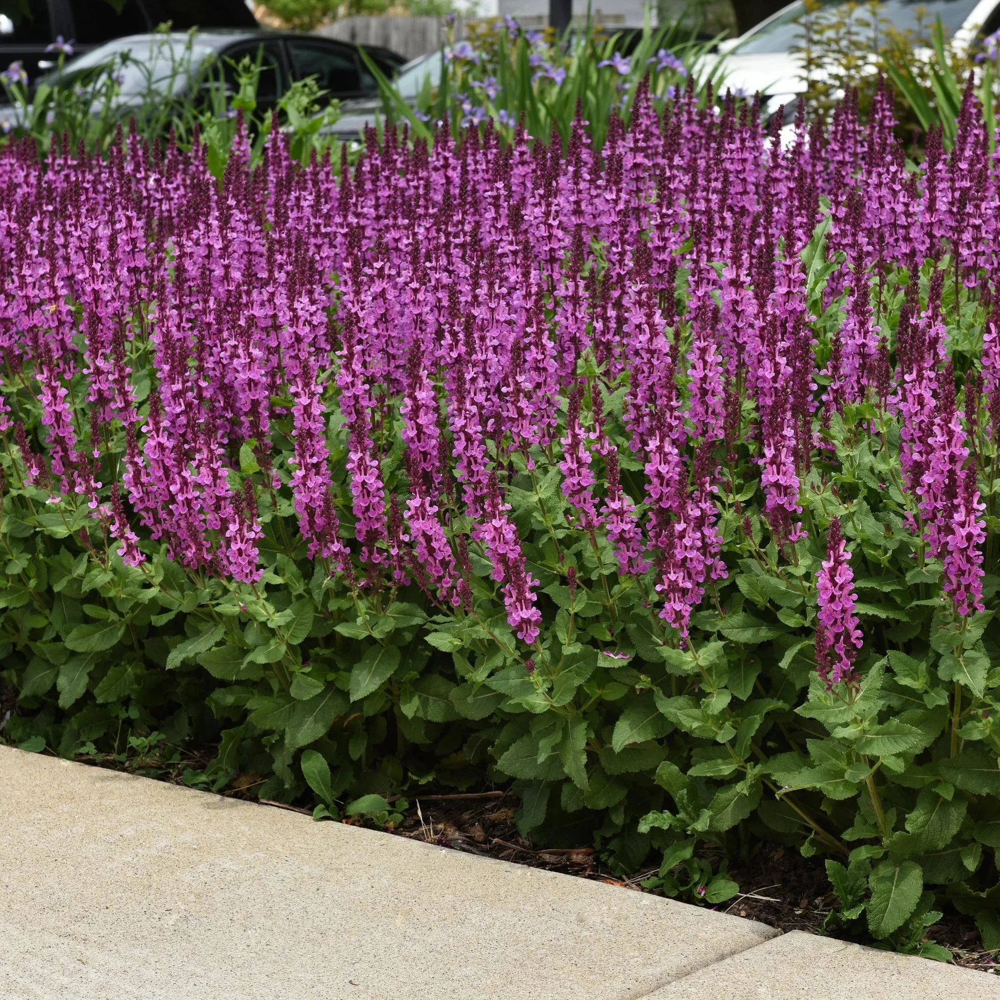 Salvia nemorosa - 'Rose Marvel'