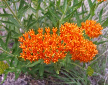 Asclepias tuberosa