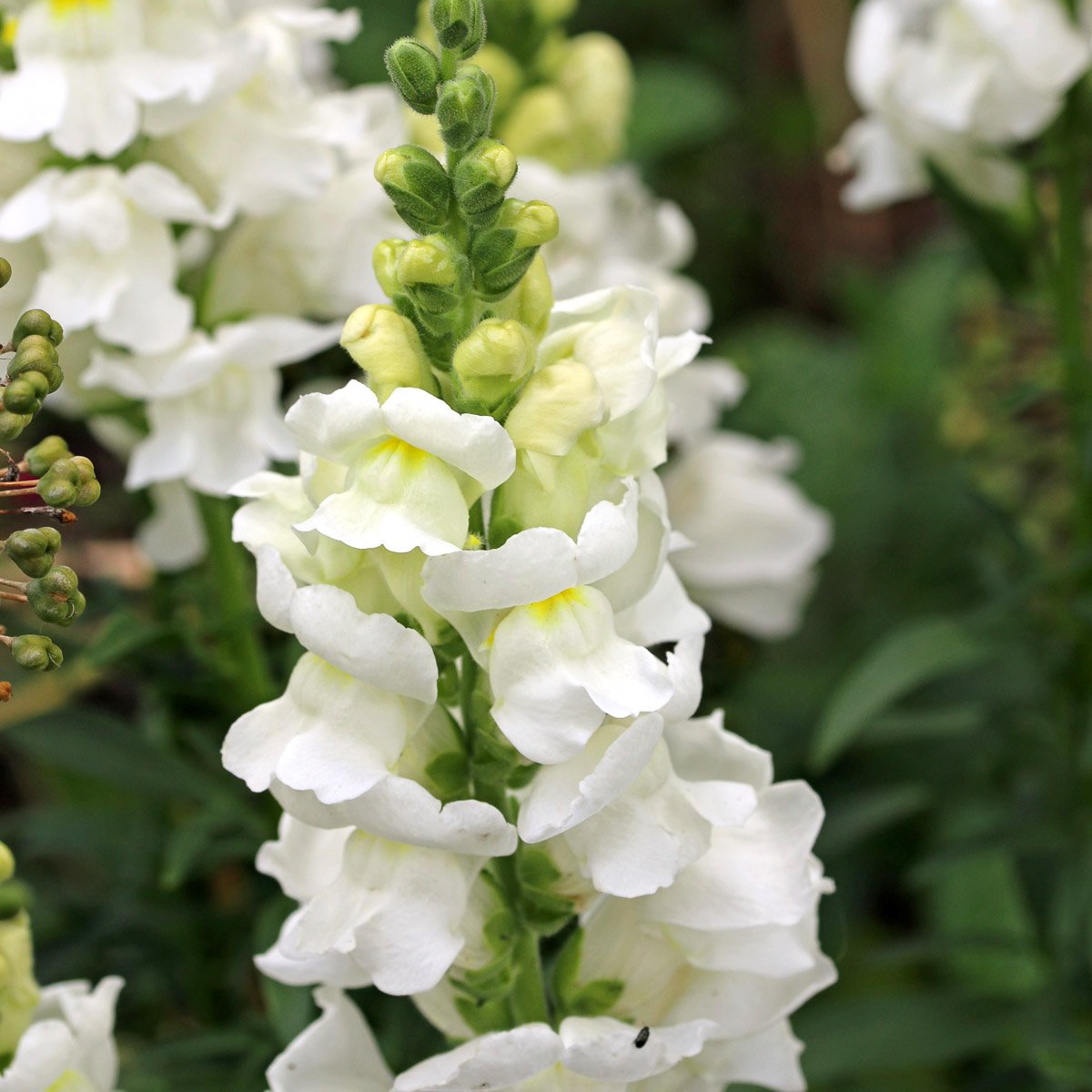 Snapdragon 'Royal Bride'