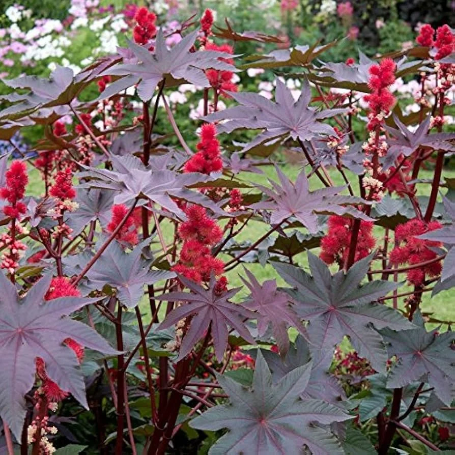 Castor Bean - 'Carmencita'