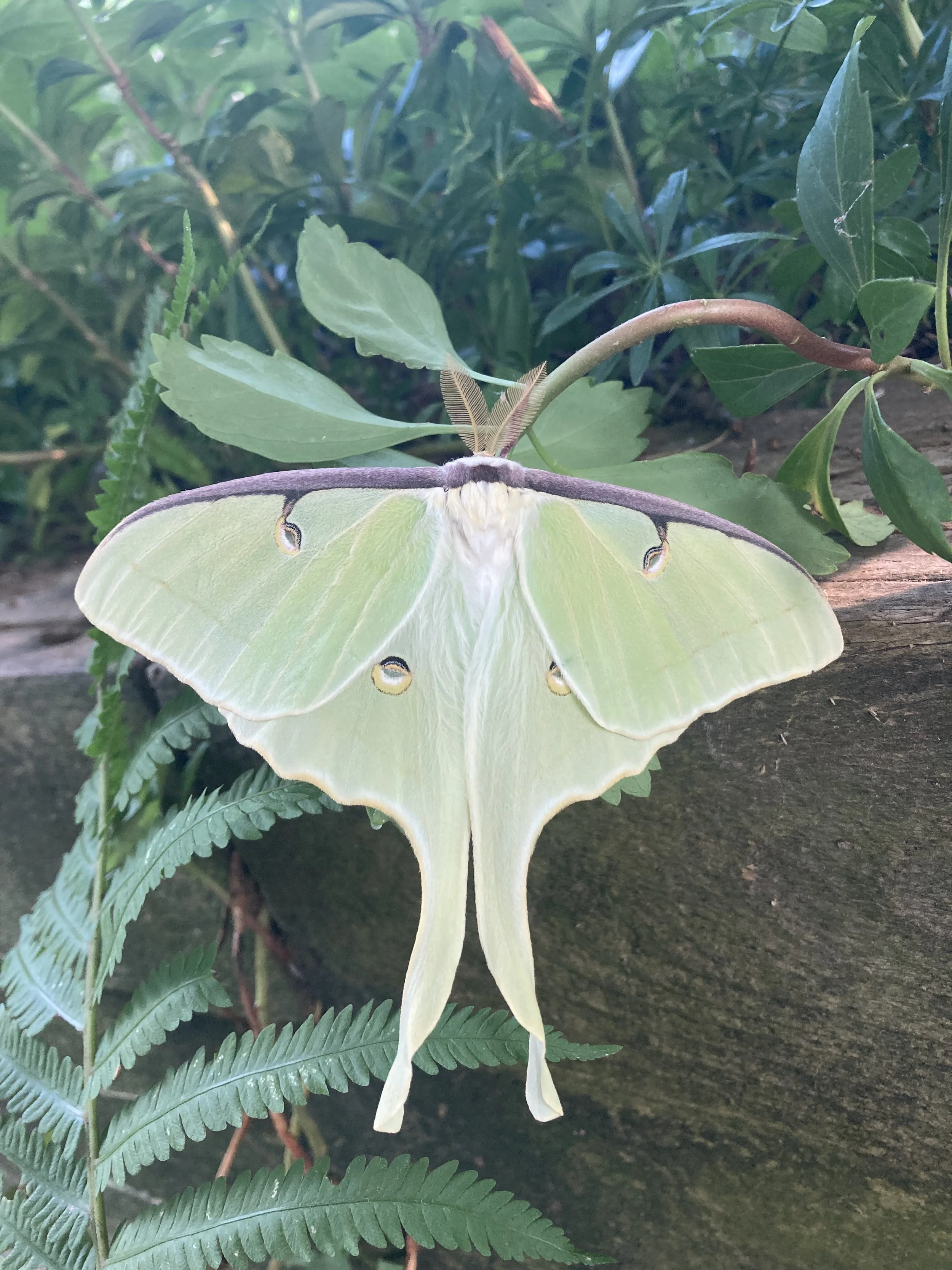 Moth Watch for National Moth Week! 