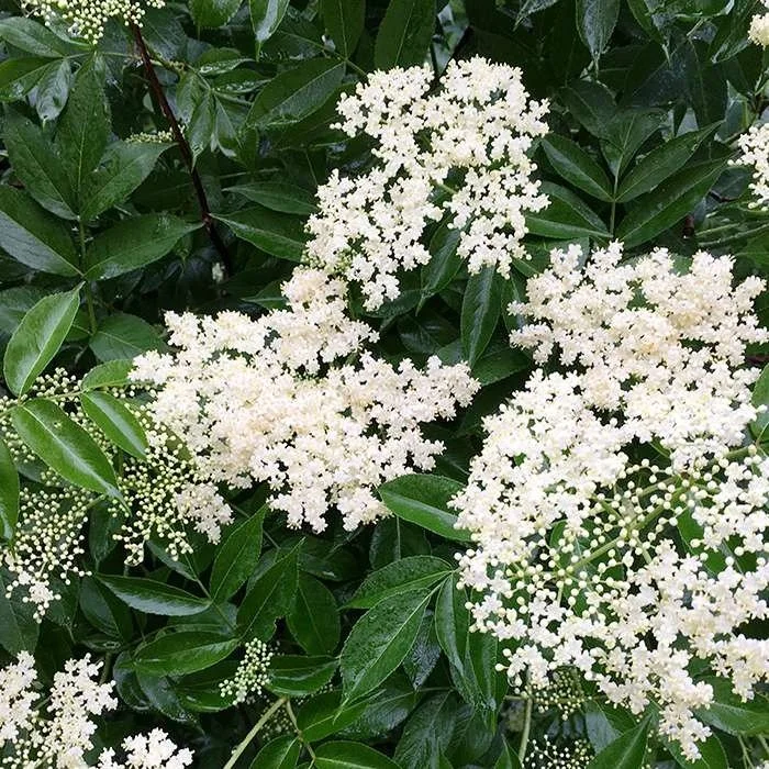 Incorporating Native Trees and Shrubs into Your Home Garden