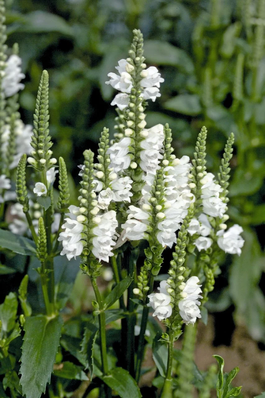 Online Plant Sale!