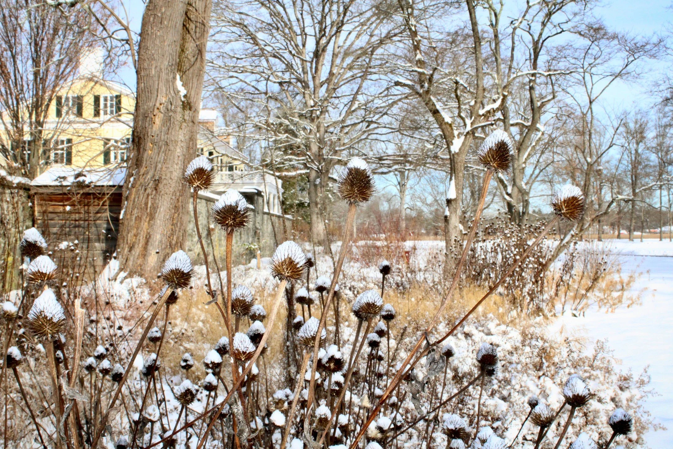 Happy Winter Solstice from the Beatrix Farrand Garden!
Some beauty shots from our early December snow. Winter is actually a fabulous time to come visit the garden. The Wild Garden is gorgeous right now, with nearly all of its seedheads and grasses le