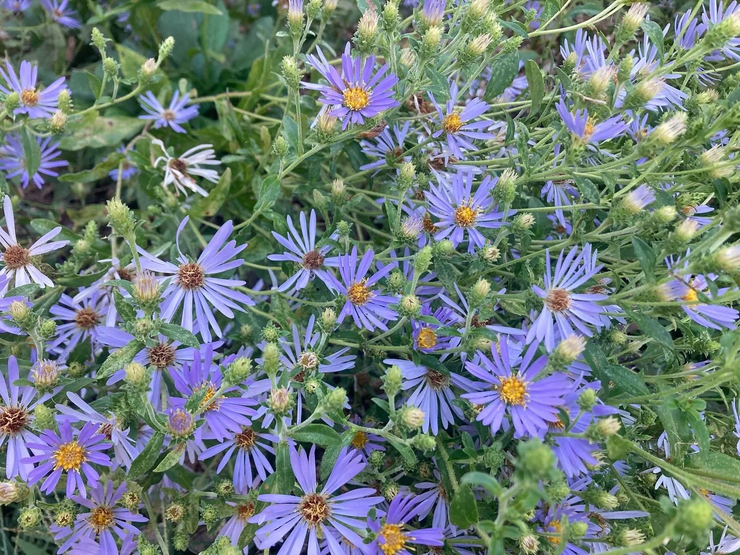 Aster season is upon us in the Hudson Valley, and the first of our collection has just started to bloom! Can you guess the species of these three? #beatrixfarrand #asters #nativeplant