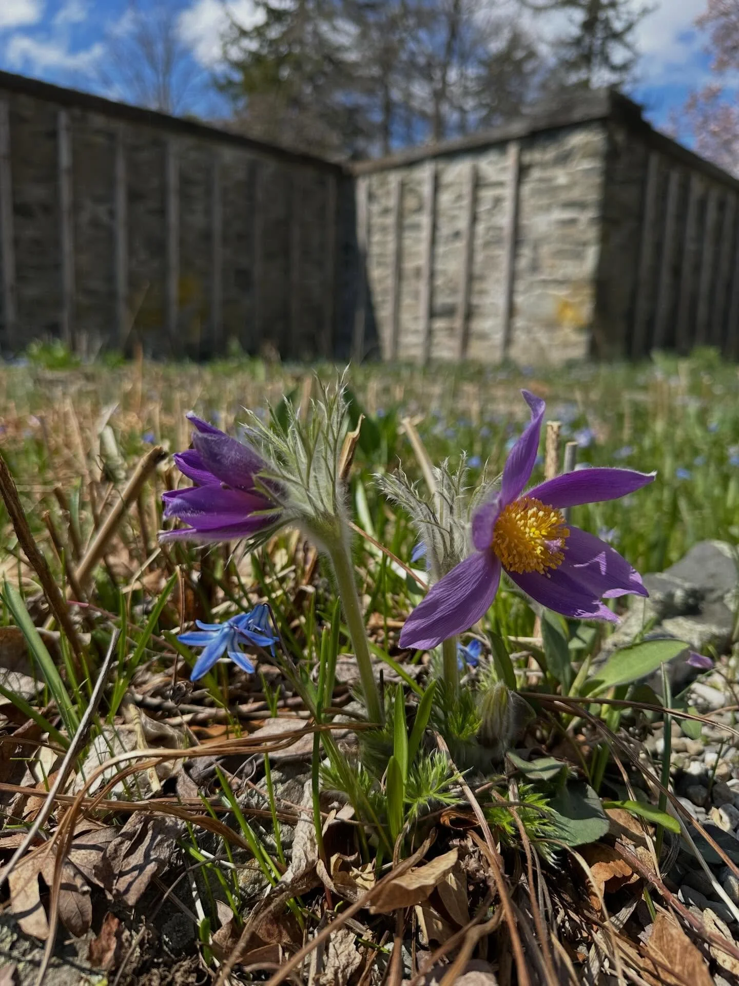 Spring delights - all in one afternoon at the Beatrix Farrand Garden. We recommend crawling around in the grass to see these little beauties up close.

Note our original wooden doors are being restored as part of the Rejuvenation so getting in the We