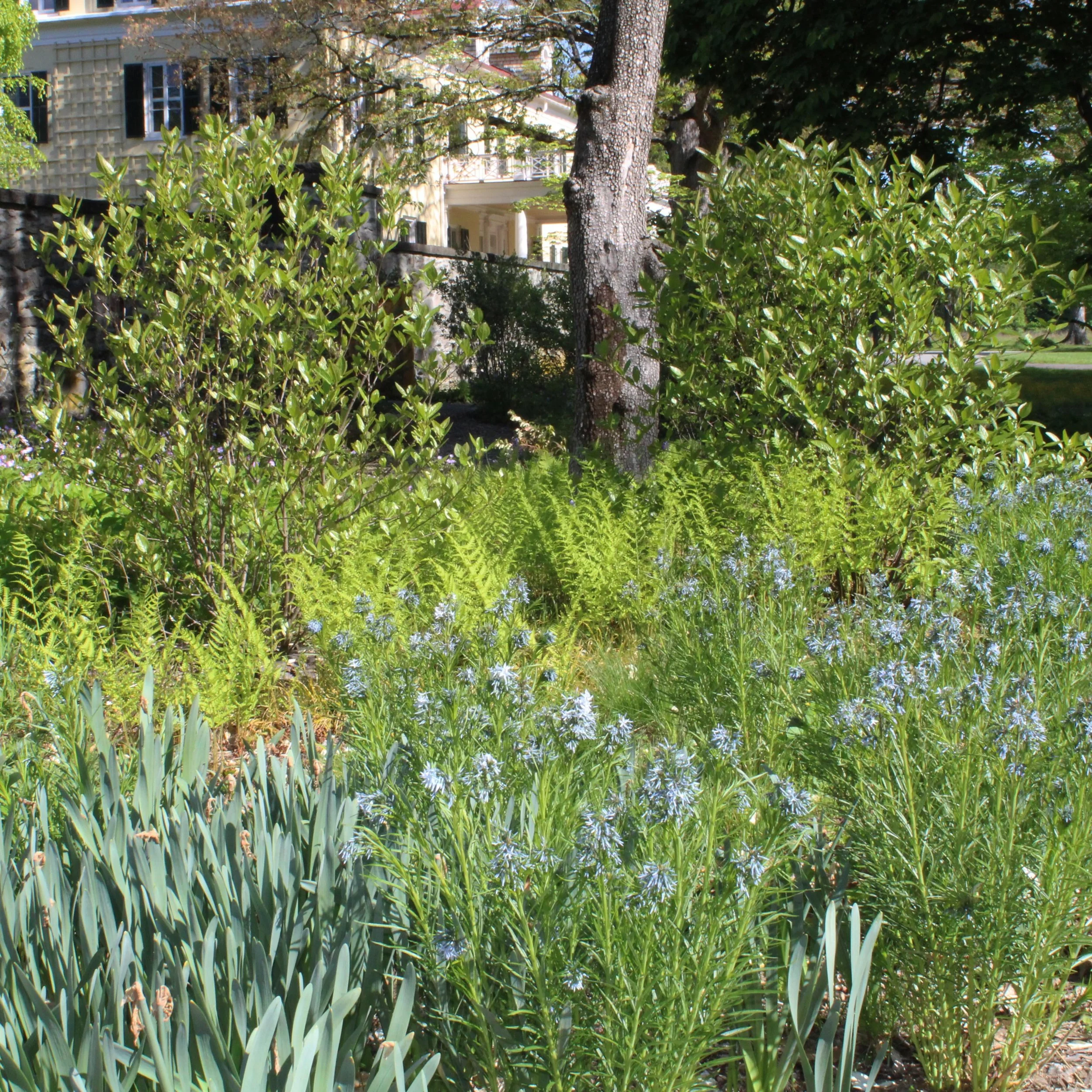 When your horticulturist is in charge of social media, things can go a bit quiet in May!
But the garden has been aglow despite her lack of selfies. I hope you&rsquo;ve gotten to come have a glimpse of her awakening into splendor!
I am particularly ob
