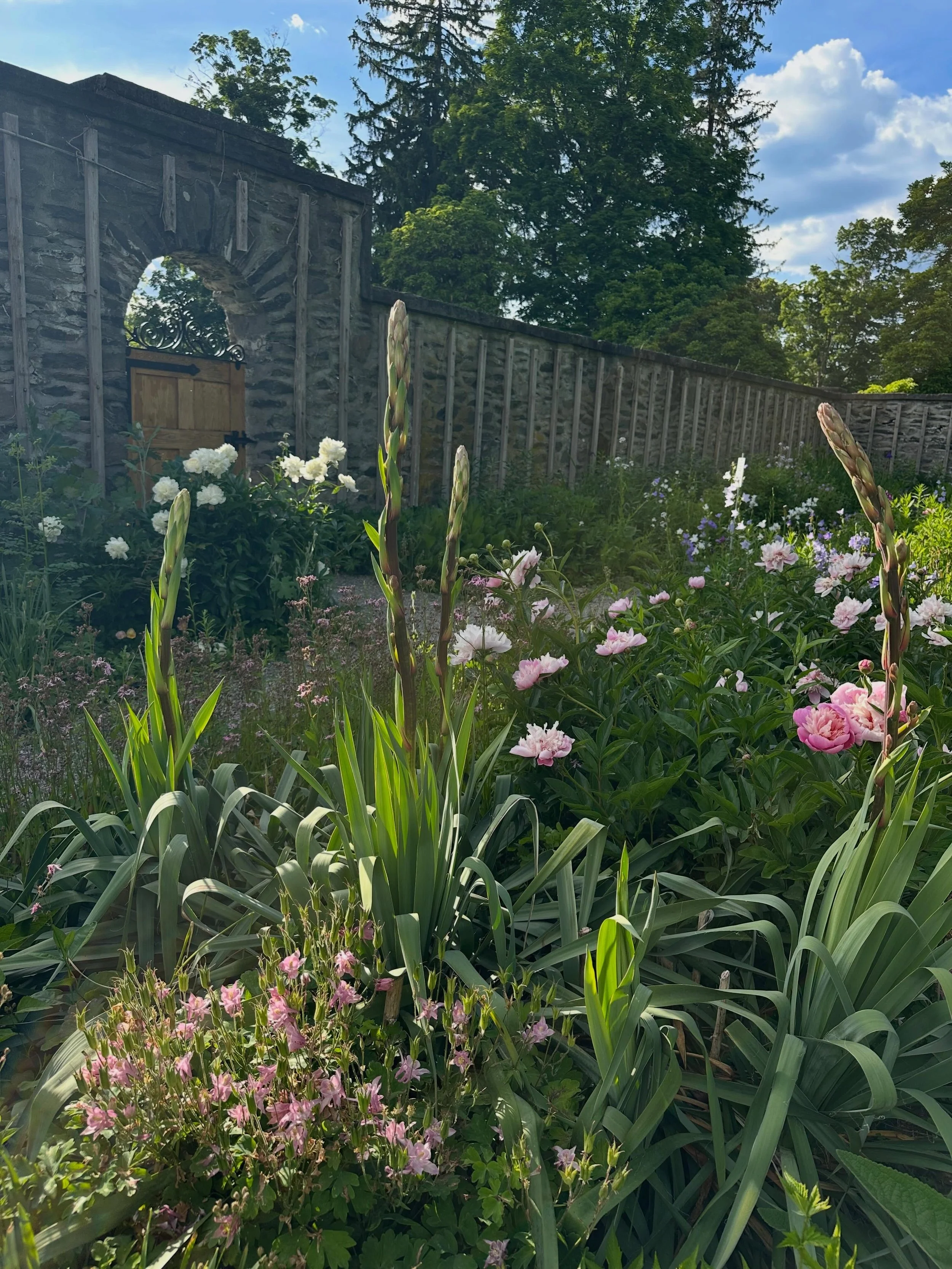 The &ldquo;blush, cream, and silver&rdquo; border is capturing everybody&rsquo;s hearts this spring. Okay&hellip; some of those pinks are looking a little more than blush! 
Beatrix Farrand carefully controlled color in her planting designs - in fact 
