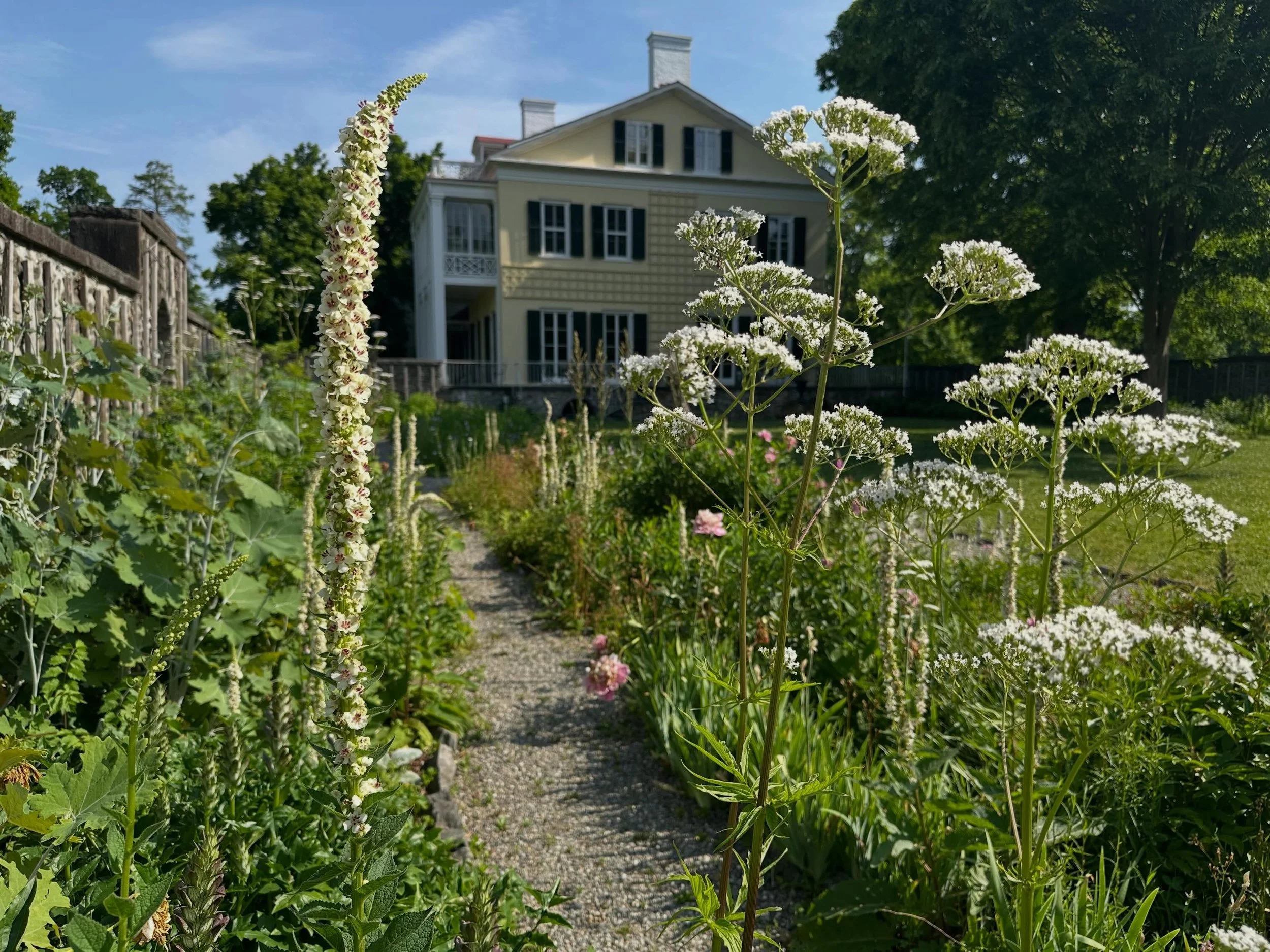 Verticality sends the garden skywards this week - from ample Verbascum and Valerian in the blush, cream, and silver bed.