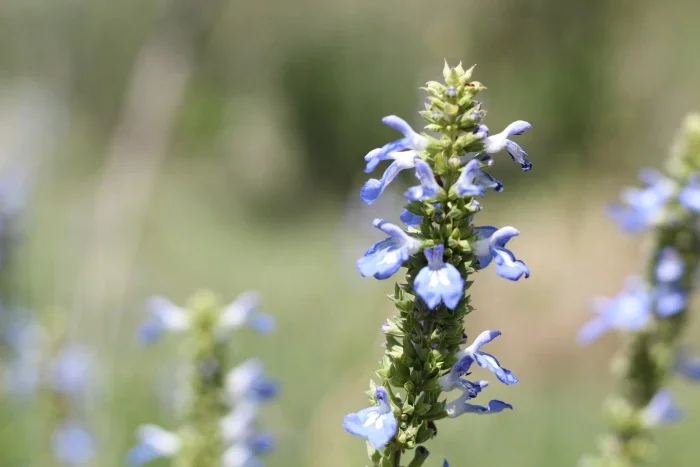 Salvia_uliginosa_12.webp