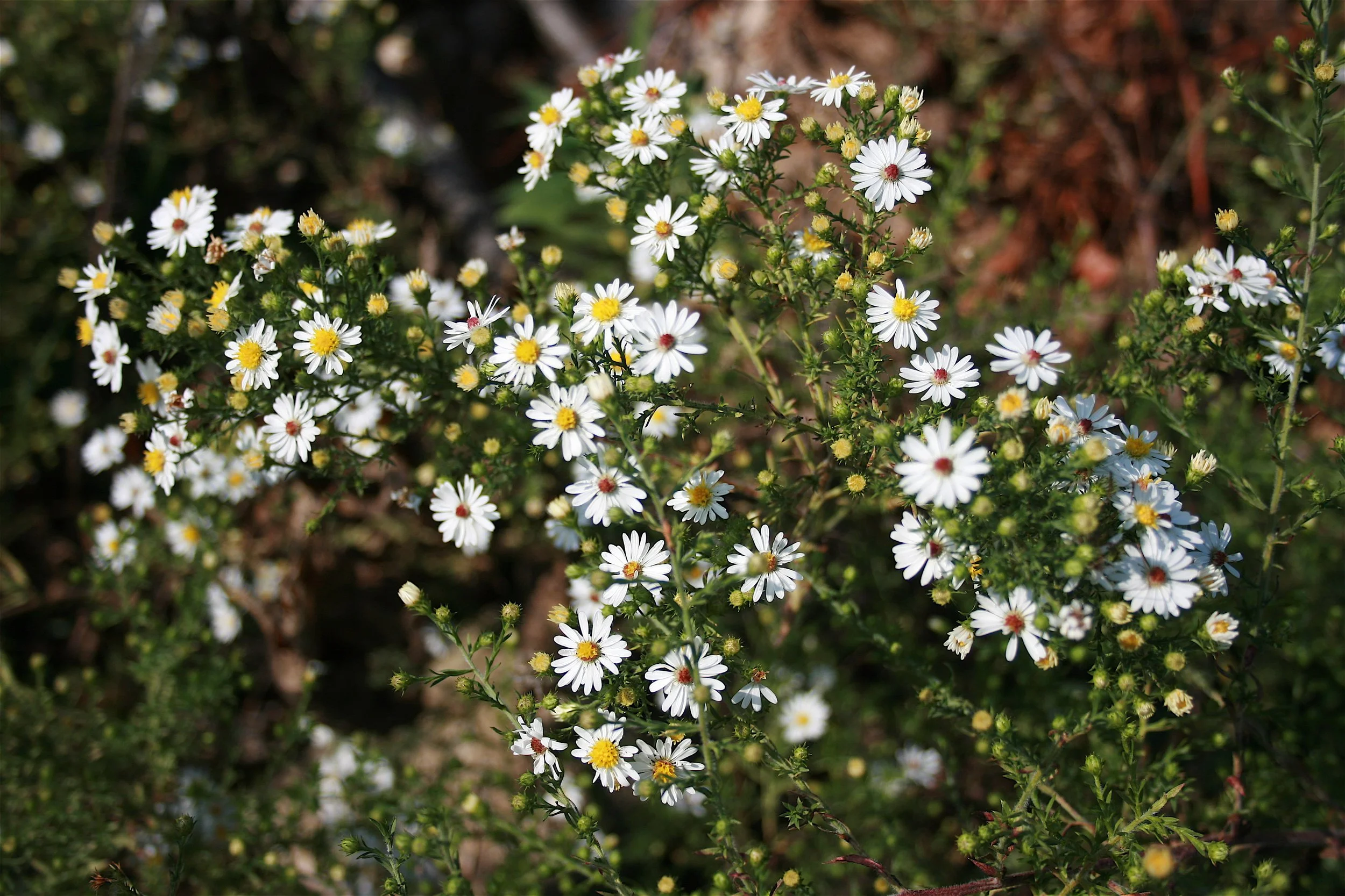 Symphyotrichum_ericoides_CH-01.jpg