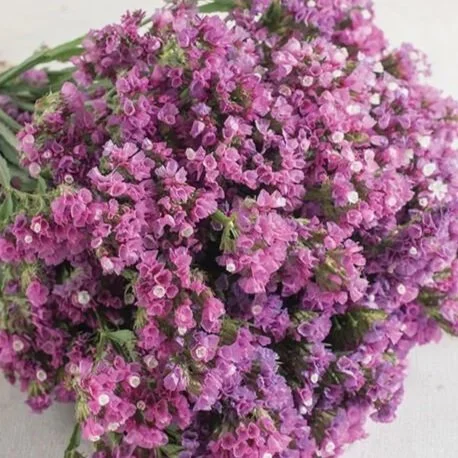 03720_01_seekerroseshades.jpg