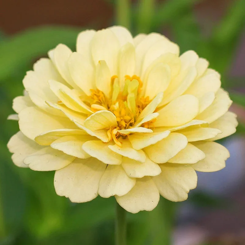 isabellina-zinnia-1.webp