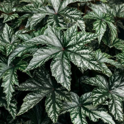 pegasusbegonia.jpg