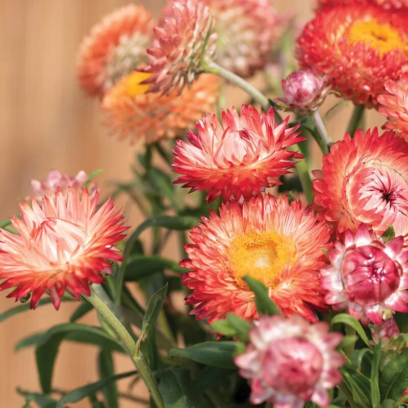 04853_01_king_size_salmon_vendor_strawflower.jpg