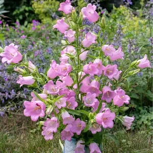 campanula rose pink select seeds.webp