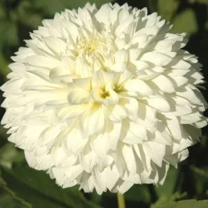 sterling silver dahlia.webp