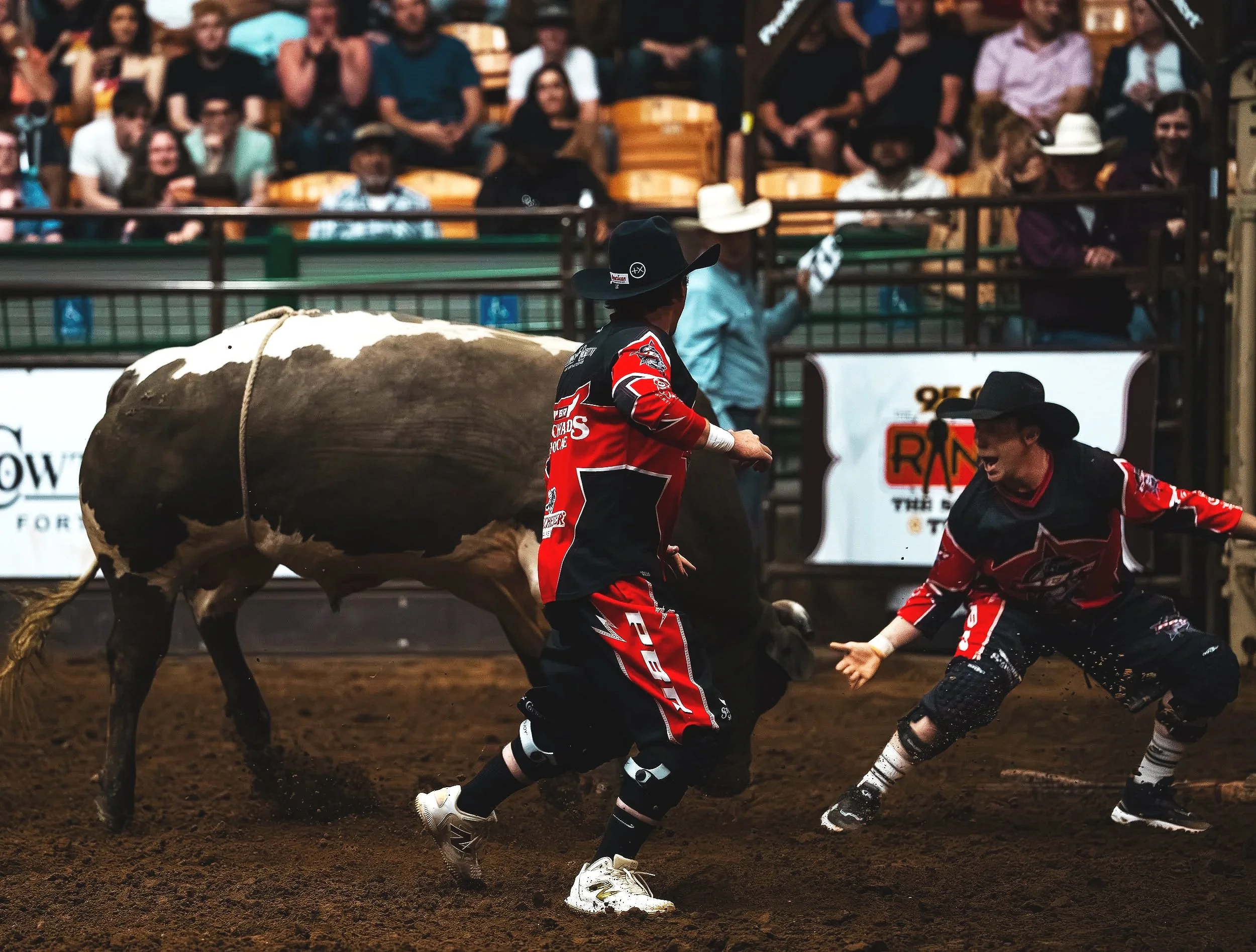 HEYYY!
-
Cowtown Coliseum bull fighters try to calm a bull down, following a ride. PBR Bullfighters help distract bulls to get riders out of the pit safely.
