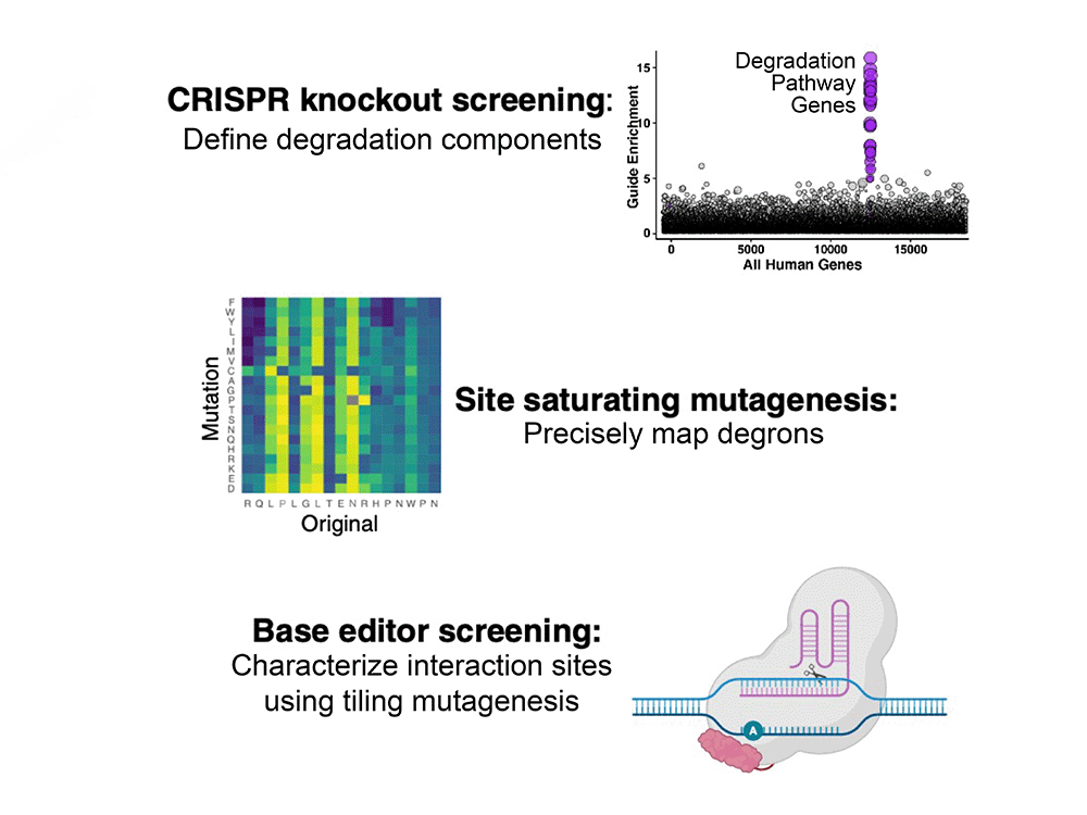 Schematic of high-throughput genetic screens identifying protein degradation pathways, degrons, and interaction sites.
