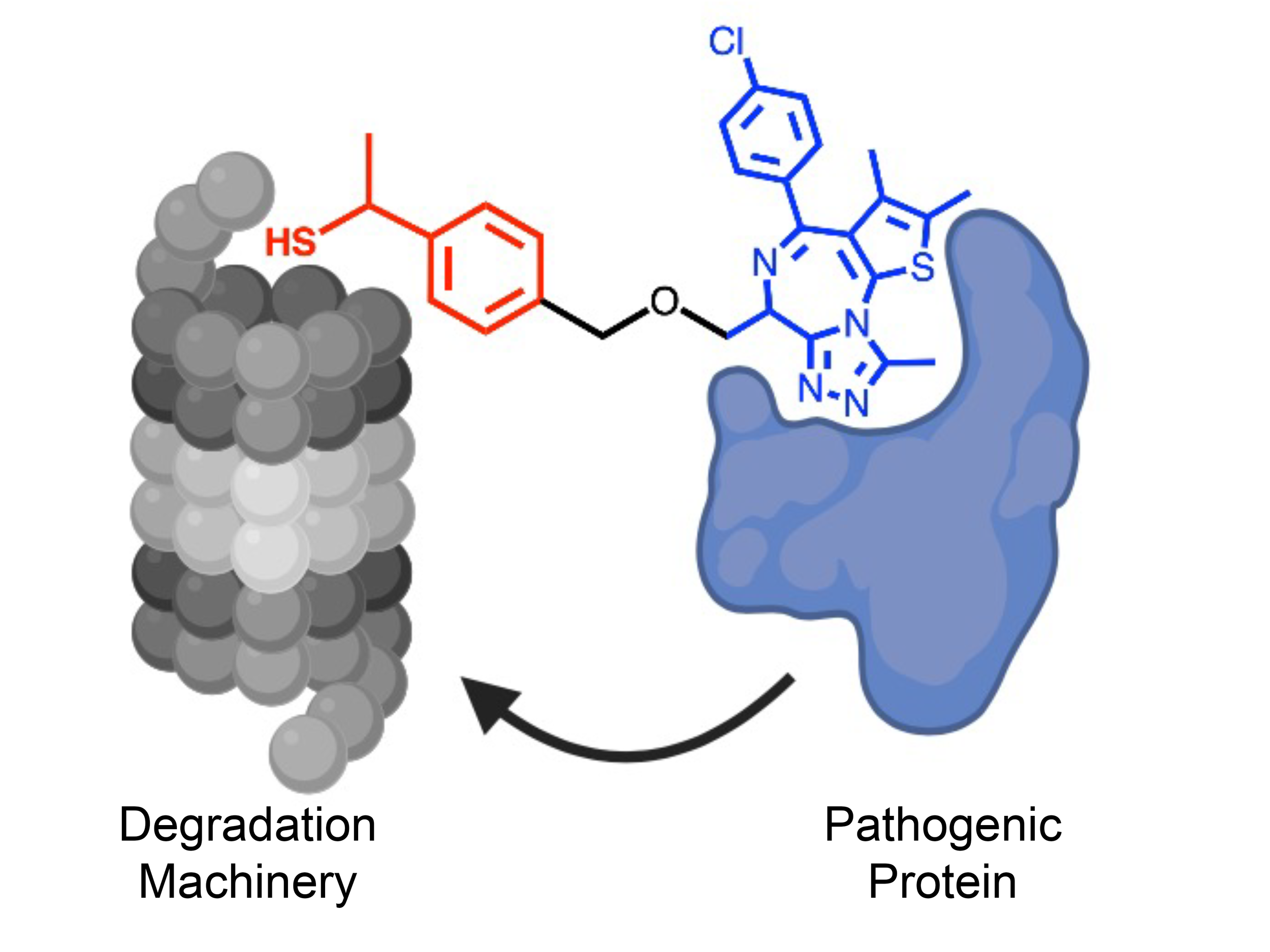 Illustration of a therapeutic molecule inducing the degradation of a pathogenic protein.
