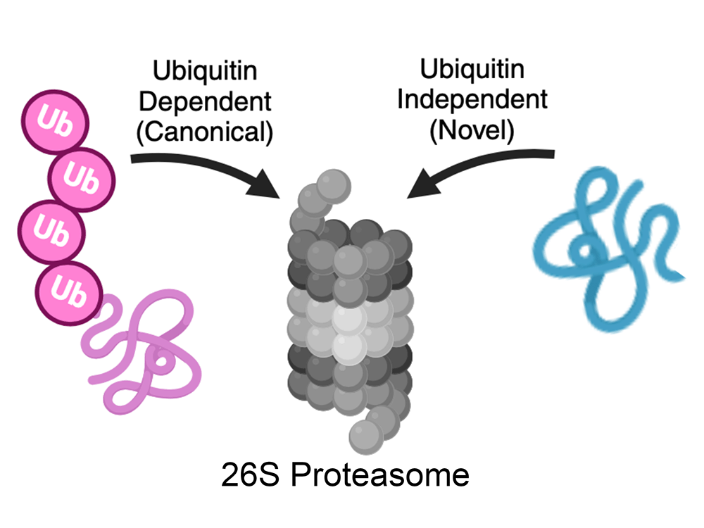 Diagram showing ubiquitin-dependent and ubiquitin-independent protein degradation by the 26S proteasome.