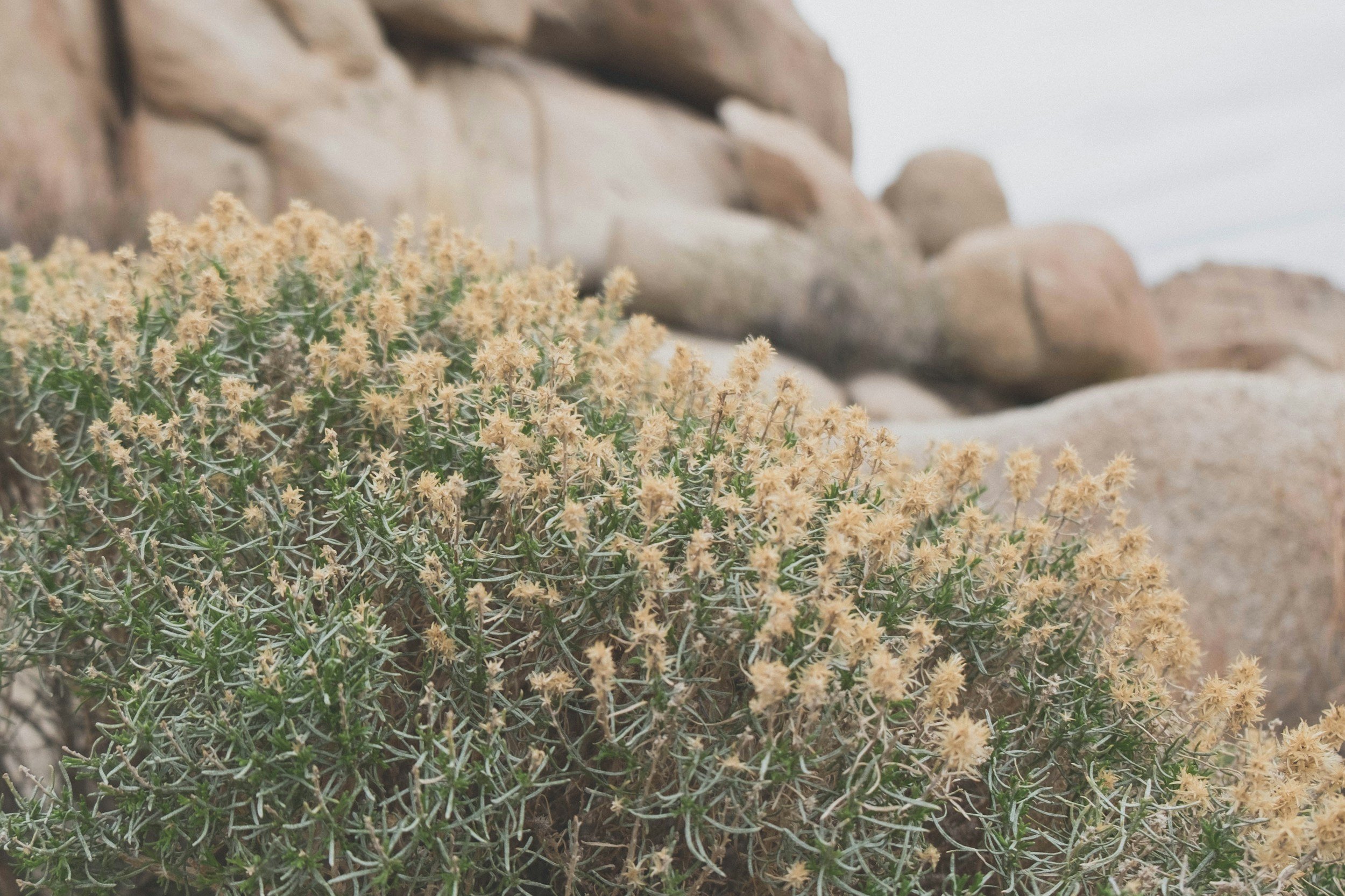 Native desert plants and natural stone typical of Southern California.