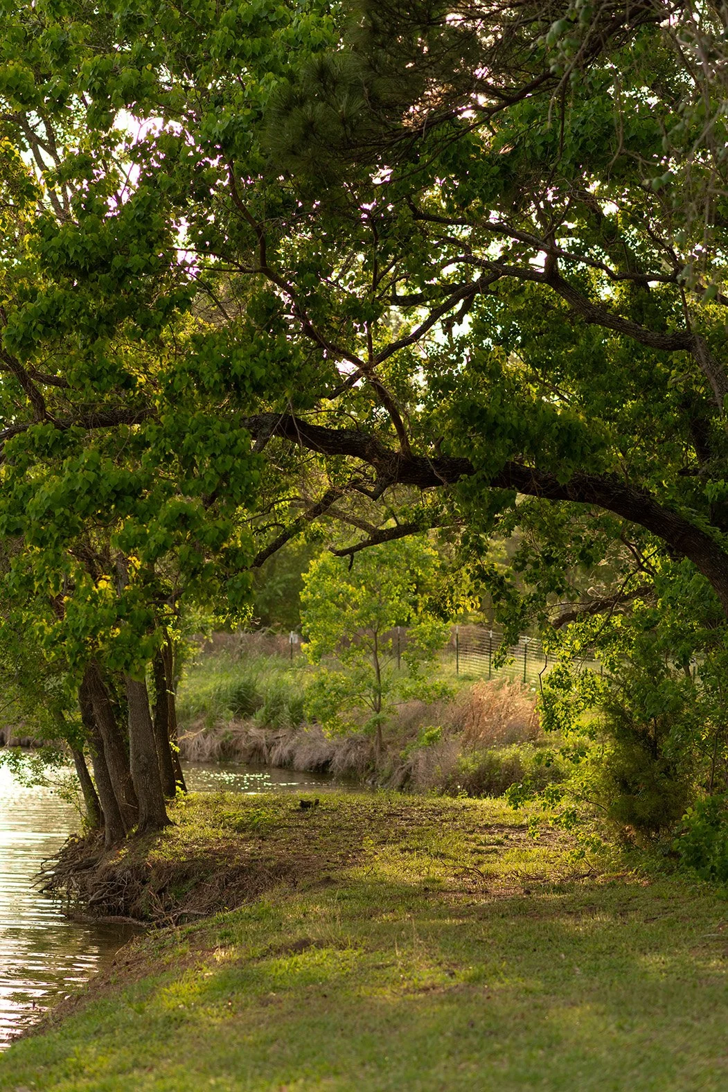 Natural lakeside portrait location with oak trees near Lake Conroe Texas