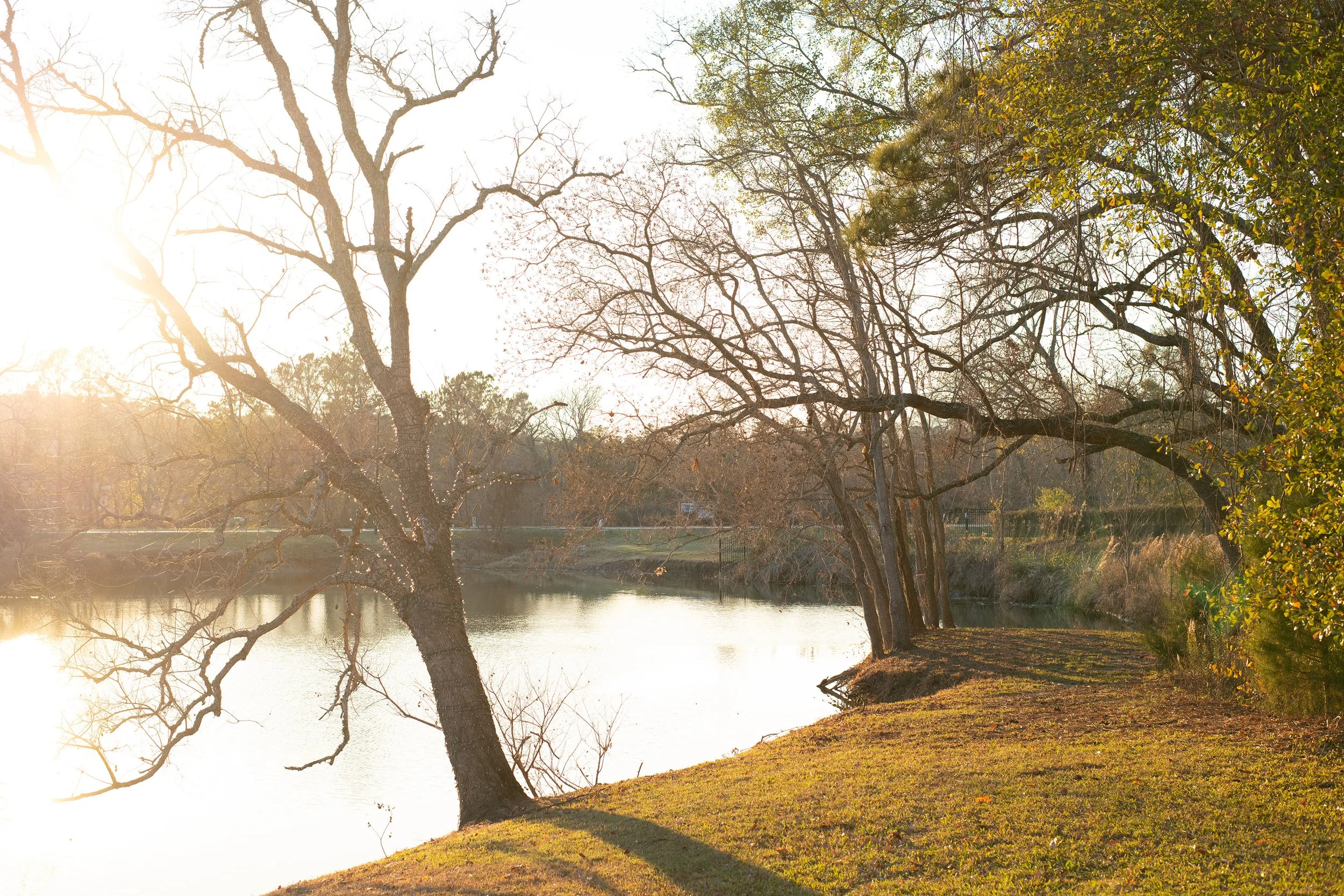A serene landscape of Lake Conroe, leafless trees and some with green leaves, and grass in the late afternoon sunlight.