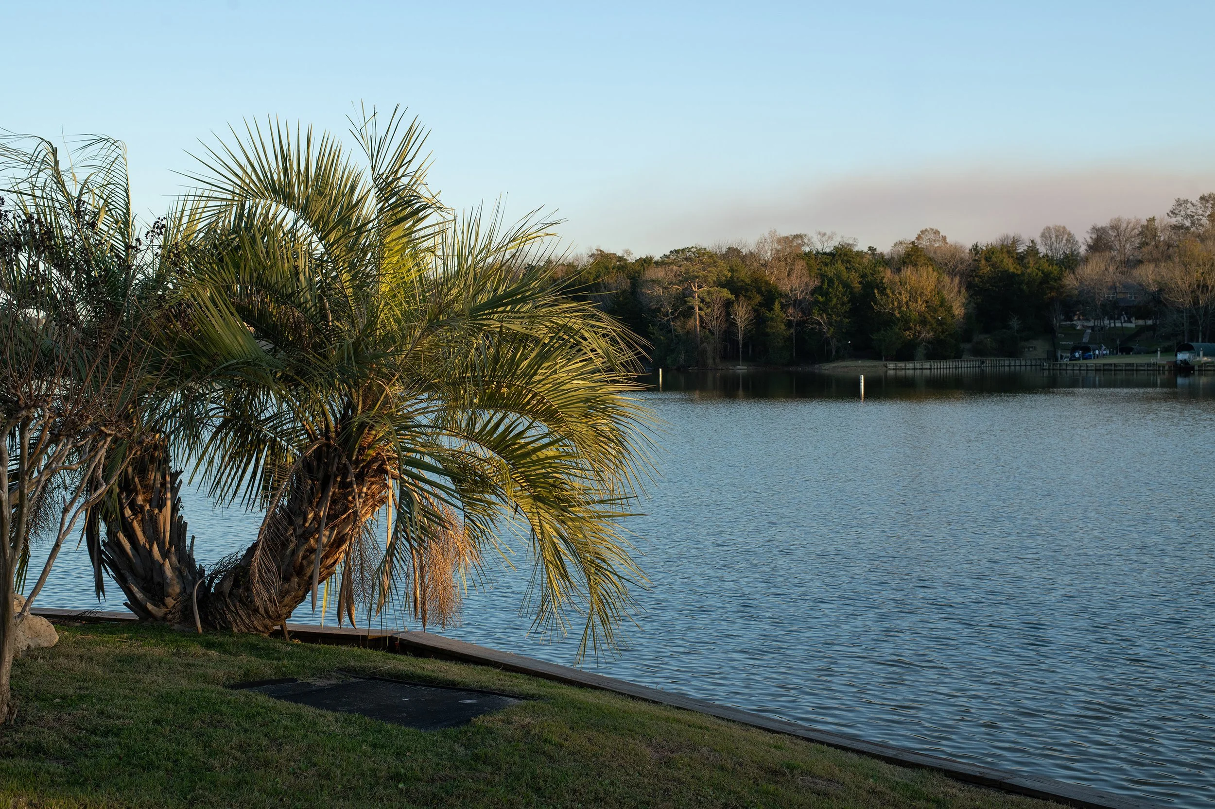 A lakeside scene in Conroe Texas with a palm tree in the foreground, calm water, and a wooded shoreline with houses in the background under a clear sky.