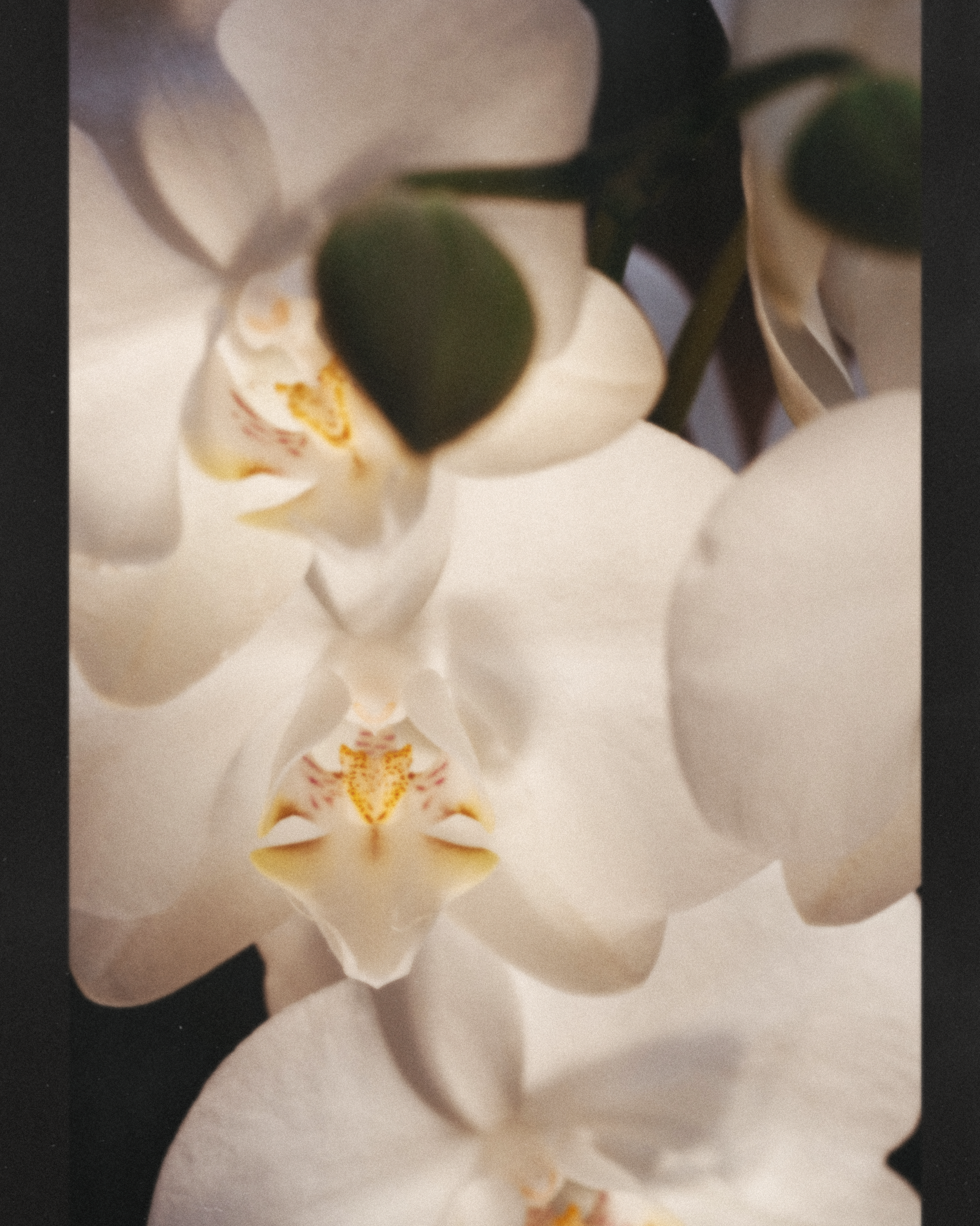 Close up photo of an orchid